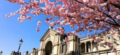 Cherry Blossom Cover